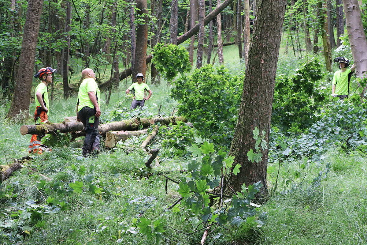Tree pruning advice